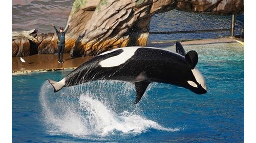Orca Encounter Show SeaWorld 