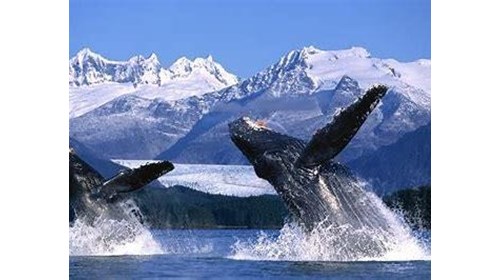 Experience Humpback Whales Breaching in Alaska!