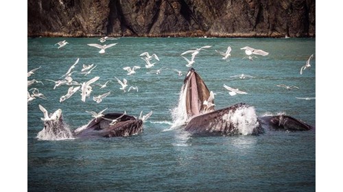 Humback whales with Seagull's 