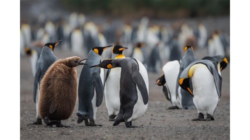 King Penguins in Antartica  