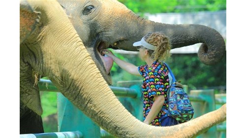Krystal feeds an elephant a sticky rice ball.