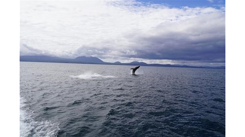 A whale breaching the water in Alaska.