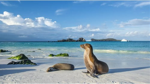 Ecuador Beach shore and seal