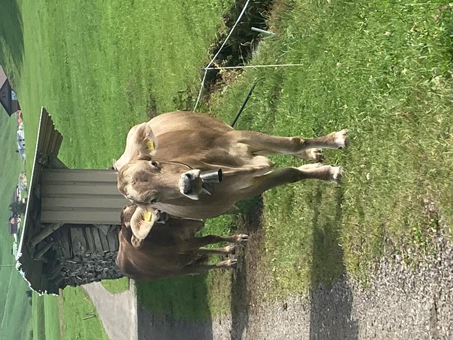 Swiss Cow 