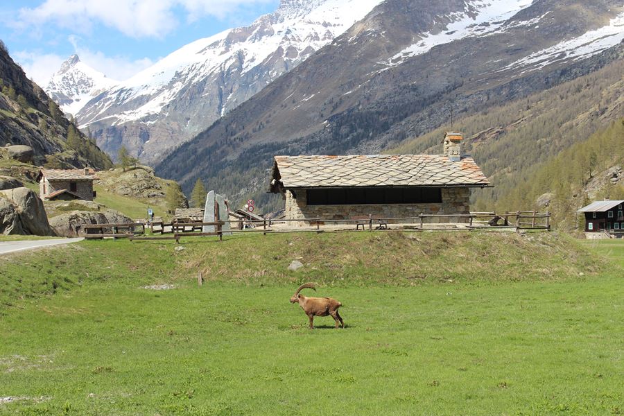 The Dahu of Valle d'Aosta