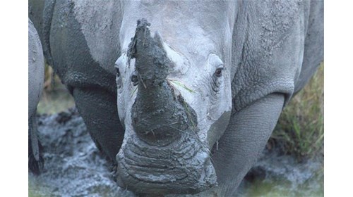 See majestic Rhinos up close