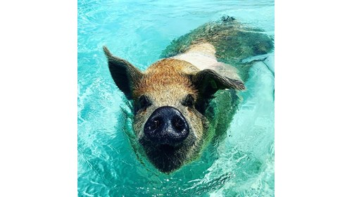 Swimming with the pigs in Exuma!