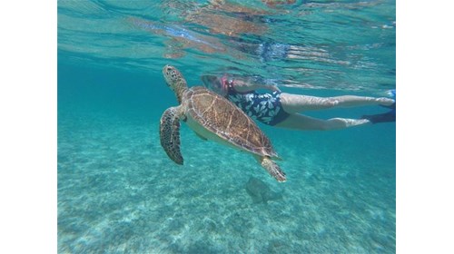Snorkeling in the Caribbean!