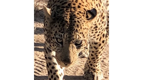 African beauty-walked right by our safari truck!