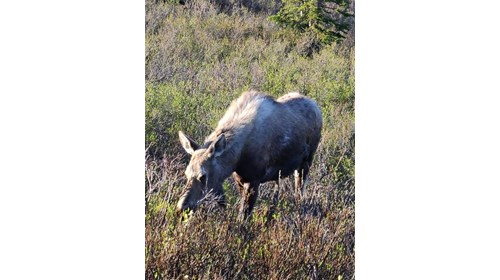 Moose from the bus on the Tundra Tour in Denali