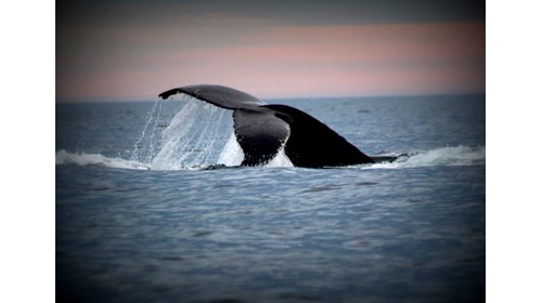 Cabo San Lucas, Whale Watching Excursion 2020