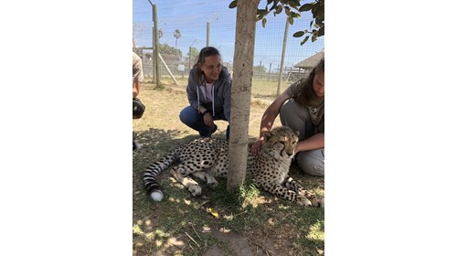 Cheetah Rescue in Cape Town, South Africa