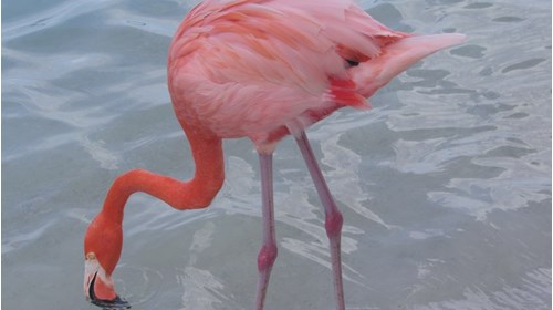 I love Aruba and Flamingo Beach Private Island!