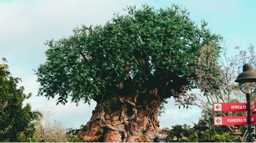 Tree of Life- Disney's Animal Kingdom