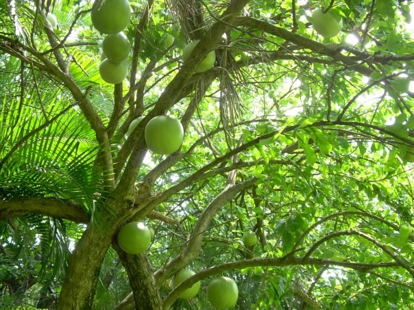 One of a kind fruit tree
