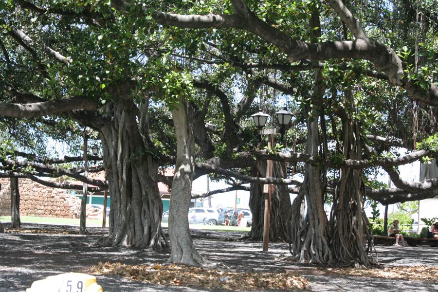 Banyan tree in Lahaina Court Park in Maui