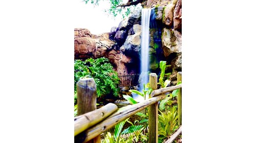A beautiful waterfall at Disney's Animal Kingdom.