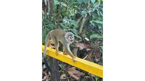 Monkey Island, Amazonas, Colombia