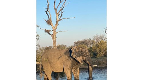 elephant at Sabi Sabi  - South Africa