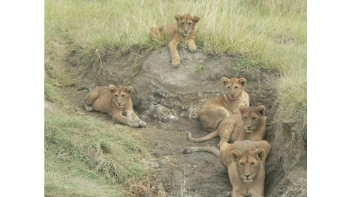 Clients enjoying safaris in Tanzania 