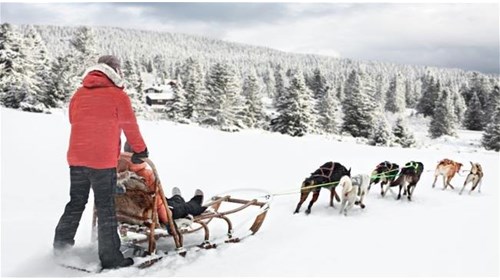 Dog Sledding in Norway