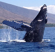 The whales put on a show in Hawaii!