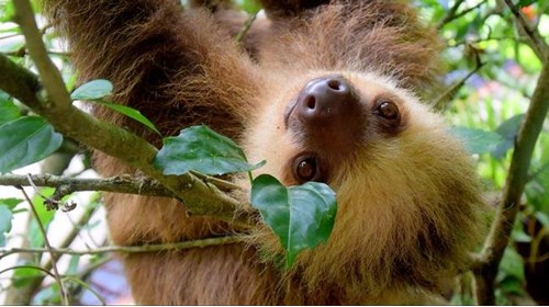 Costa Rica - Sloth