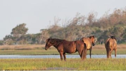 Free roaming Outer Banks horses