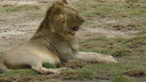 Tanzania Serengetti