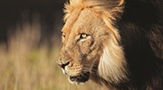 Wildlife Viewing in Africa and Beyond