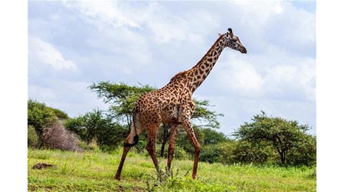 Visit the Giraffe Manor in Nairobi