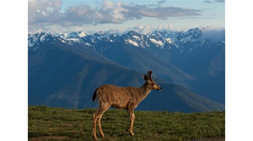 Olympic National Park Travel Agent Specialist