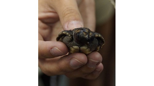 Gumbo Limbo Hatchling Turtle Release