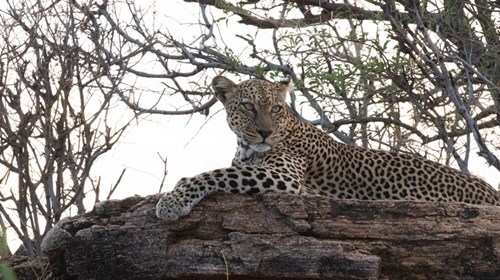 Beautiful Leopard in Samburu, Kenya