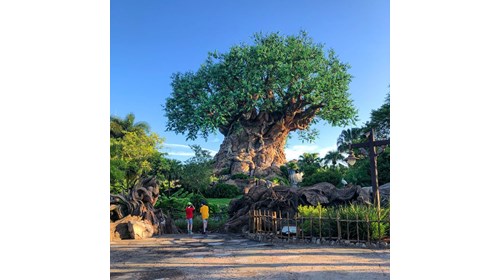 A beautiful morning at Disney's Animal Kingdom!
