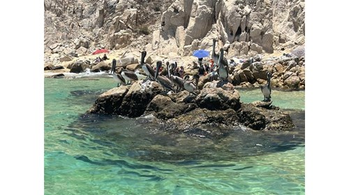 Cabo San Lucas - resident Pelicans, El Arco