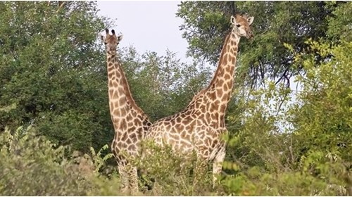 Spotting Giraffes on Safari in South Africa