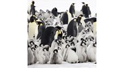 Antarctica Emperor Penguins 