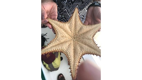Jamaica - Rare Six Armed Starfish