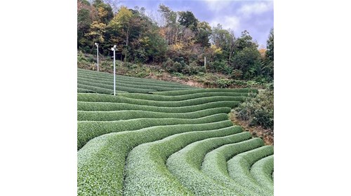 Wazuka Tea Village, Japan