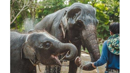 Elephant Reserve, Thailand