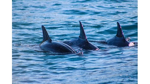 Dolphin Snorkel, Oahu, HI