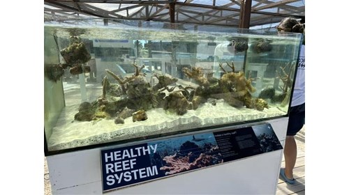 Coral Vita helping to restore the Coral Reefs 