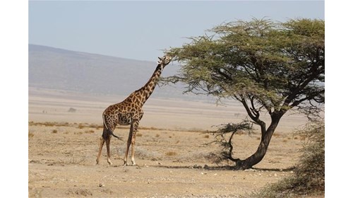 A giraffe eating in Tanzania 
