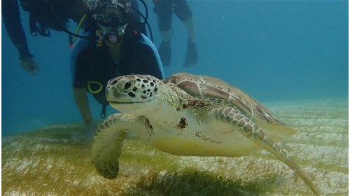 Diving with Turtles in Mexico 
