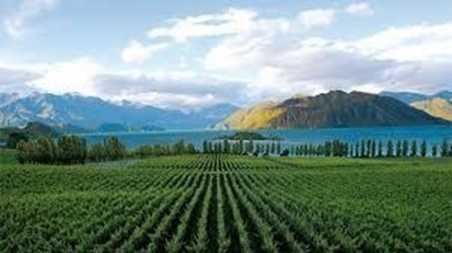 New Zealand Vineyard Overlooking Hawkes Bay