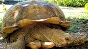 Kauai Tortoise