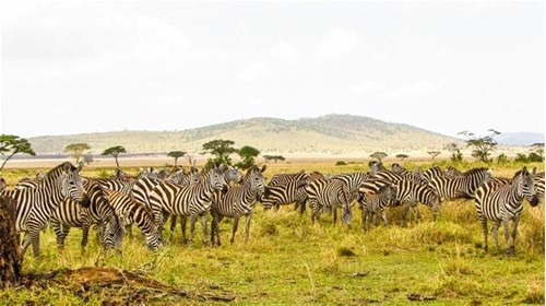Zebras in The Serengeti National Park, Tanzania