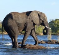 Elephant Crossing the Zambezi River