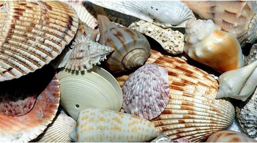 Shells on Sanibel